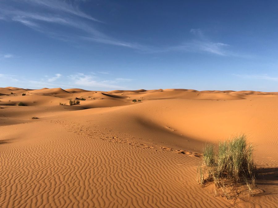 Golden dunes in the desert